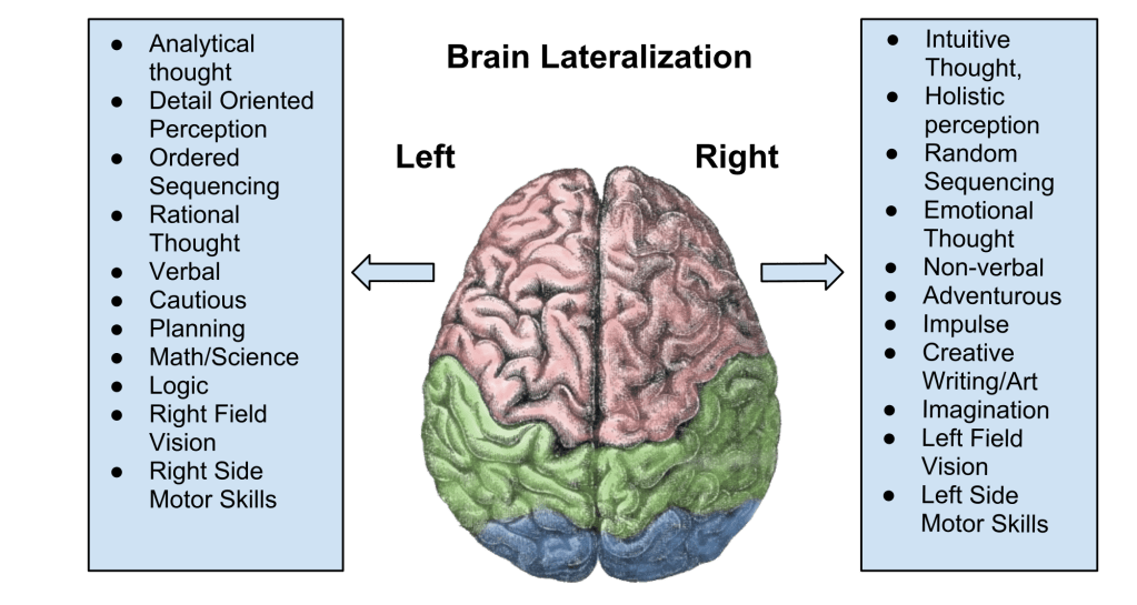 Brain_Lateralization-1.svg