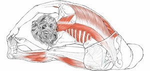 parivrittijanusirsasana-back