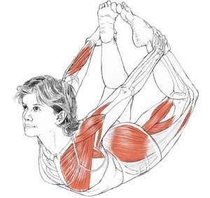 Yoga Anatomy Dhanurasana