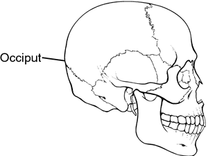 Occiput