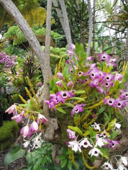 Dendrobium