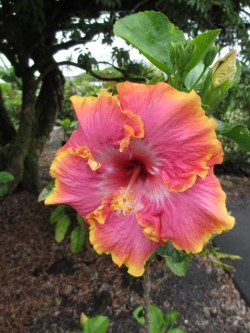 Hibiscus