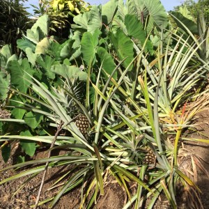 Taro Pineapple
