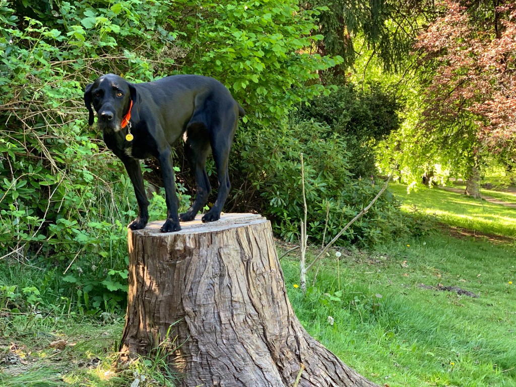 Got a Chair and a Timer? Sit to&nbsp;Stand!